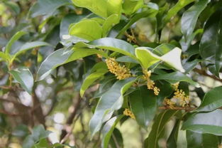  《燕云十六声》高效刷草药技巧大全