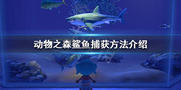 动物森友会钓鲨鱼方法