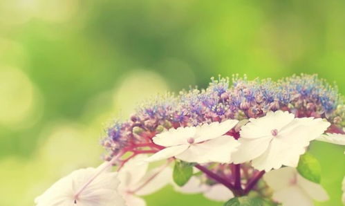  《无限暖暖》沐月花蕊全览